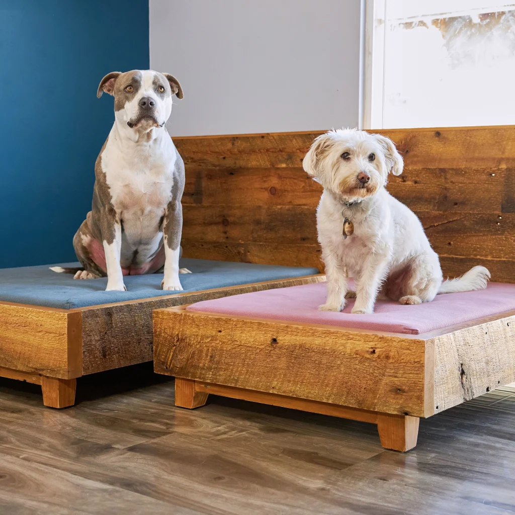 Avocado GOTS certified Organic per bed, review and promo code. organic dog bed